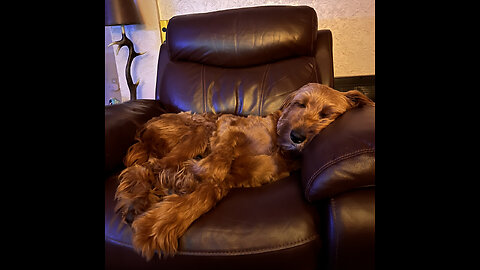 Leo is caught in a ‘Doodle Snoozle’ on the sofa 😴💤💤💤💭💭💭