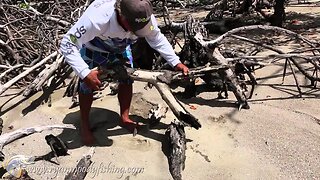 How to catch mangrove crabs for bait and have fun with the kids.