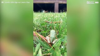 Cette petite grenouille a des difficultés pour sauter dans l'herbe haute