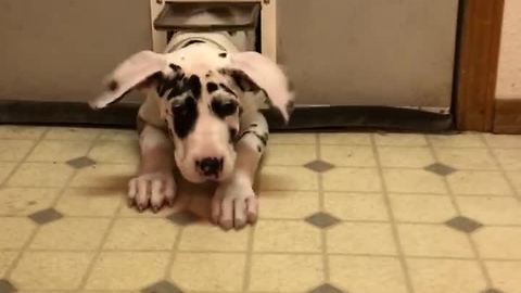 Great Dane squeezes through tiny cat door