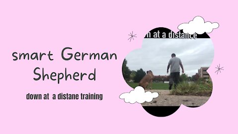 Smart German Shepherd down at a distance training
