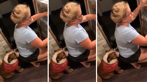 Needy Bulldog Patiently Waits For Owner's Attention
