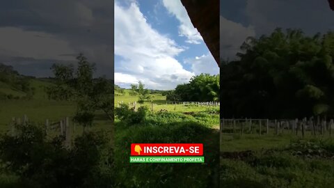 choveu e o pasto do gado tá crescendo #shorts #agro #roça #animals #agropecuaria #haras #interior