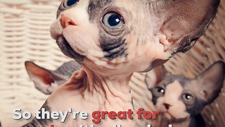 Sphynx Cats Are Hairless Cats