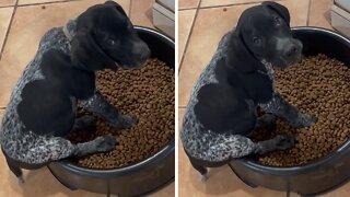 Tiny Puppy Sits Inside Entire Food Bowl For Meal Time