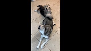 These dogs hilariously perform the song of their people on command!