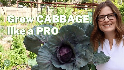 Grow CABBAGE like a Pro: From Seed to Harvest