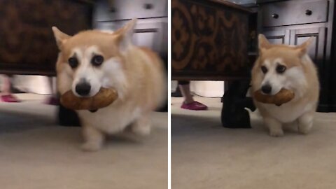 Corgi Steals Potato From Grocery Bag, Refuses To Give It Back