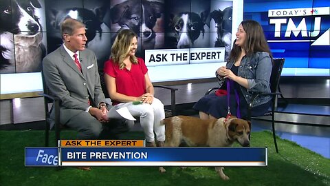 Ask the Expert: Tips on how to prevent being bit by another dog