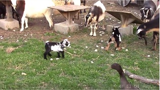 Bouncing baby goats will brighten your day