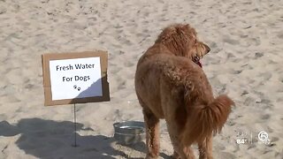 Bring your dog to the beach this Saturday!