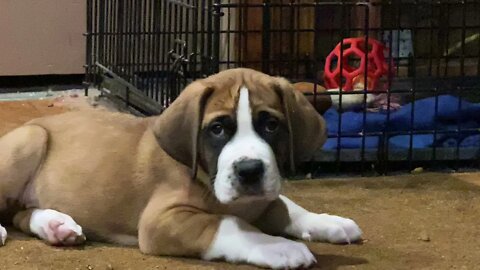 Clydes daily pictures for a year, watch him grow in 4 minutes - Great Dane St. Bernard