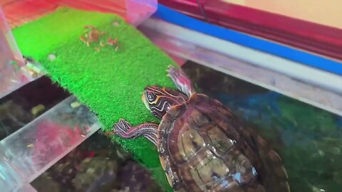 Would you get in? #turtle #pets gone wild - Aggressive Turtle Voiceover 😂