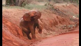 Elefant använder lerig flodstrand för att klia sig ordentligt