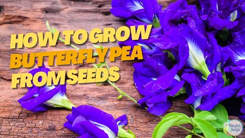 How to Grow Butterfly Pea from Seeds: The Complete Guide
