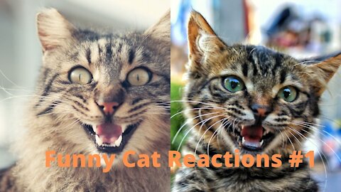 Funny Cat Reaction Videos - Try Not To Laugh #1