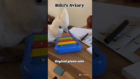 Ducorps Cockatoo - The Piano Player 🦜🦜🦜 l #cockatoo l #shorts l @BikisAviary