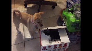 Dog And Cat Play Intense Game Of Peek-A-Boo