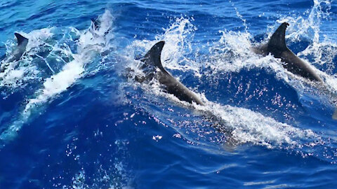 Amazing Wild Dolphins doing Spinner Jumpings