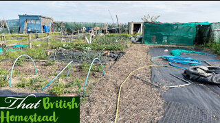 Planting and growing 50 Tomato Plants 🪴:Allotment Garden