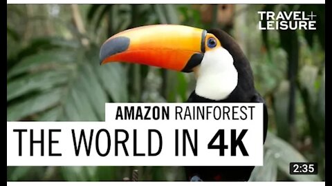Amazon Rainforest the world in 4k