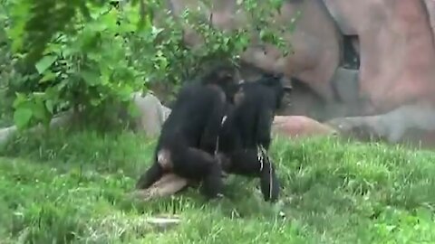 Apes Marching Like A Boss | Funny Zoo Footage