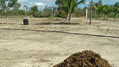 Adubando as plantas com esterco de gado