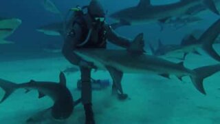 Haj-tæmmer viser sine hypnose teknikker