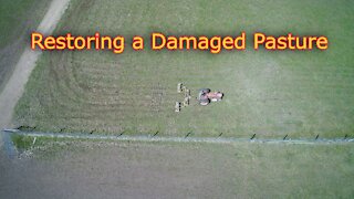 How to restore damaged pasture techniques