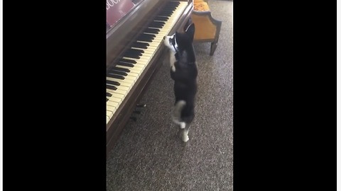 Husky Puppy Wants To Play The Piano
