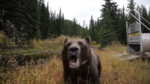 Shot on iPhone meme Wild Bear attacks camera after release