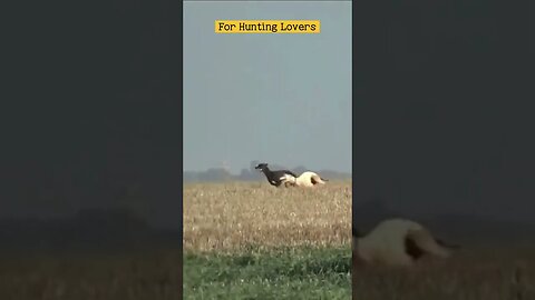 Greyhounds Chasing Ostrich الكلاب السلوقي تطارد النعامة Los galgos persiguen a los avestruz