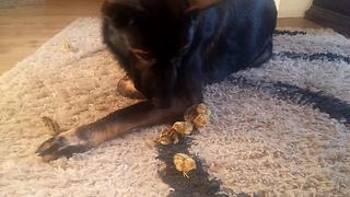 German Shepherd meets newly hatched quails