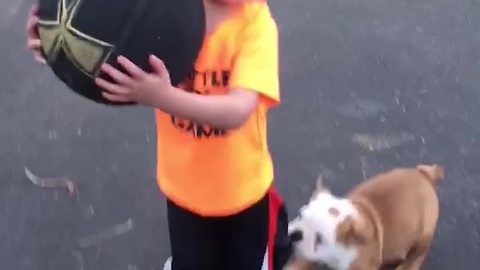 Bulldog Puppy Dog Pulls On A Tot Boy's Shorts
