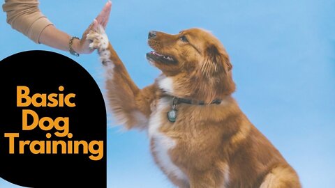 🐕 Basic Dog Training – TOP 10 Essential Commands Every Dog Should Know!