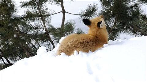 Vixen - Female Red Fox resting on a snow mound