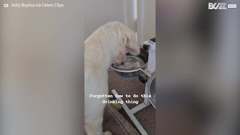 Ce chien a oublié comment boire de l'eau