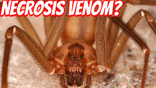 The Surprising Danger of The Brown Recluse Spider!