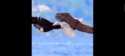 Eagle Bird fight in sky, bird fight in sky, animalden