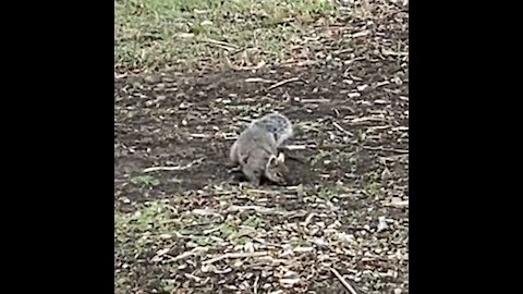 Eastern white ears grey Squirrel