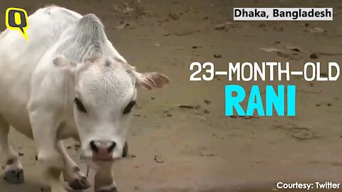 How now, Tiny cow?, Meet Rani – World's 'Smallest Cow'