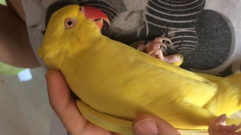 Parrot furiously squawks when owner stops petting her