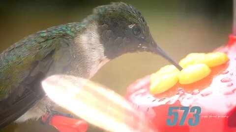 Coming to Missouri — hummingbirds