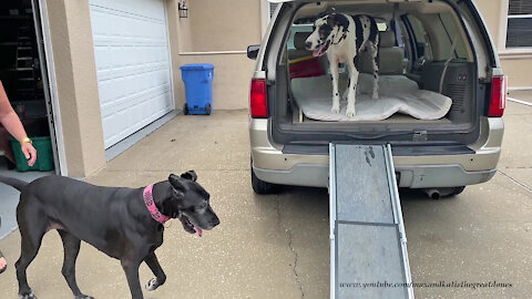 Great Danes Race Up Pet Safe Dog Ramp To Get Into Their SUV