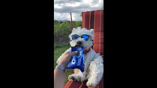 Super cool dog munches on tasty Oreo treat