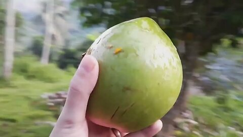 Hiking the Mountain Coconut Fall from The tree,Cacao Tree ,Marang tree,Guayavano and Dwarf Banana 3