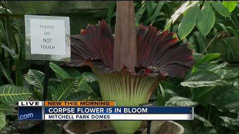 Corpse flower expected to bloom at Mitchell Park Domes Wednesday