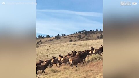 Centinaia di alci invadono una strada negli USA