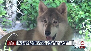 Wolf sanctuary helps animals beat the heat during scorching first day of summer