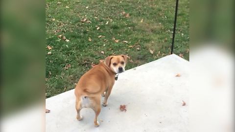 "Cute Dog Finds His Owner Hiding in a Huge Pile of Leaves"